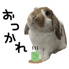 cute rabbite coco