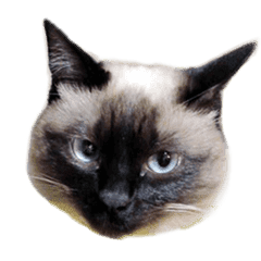 シャム猫みゅうぴー Lineクリエイターズスタンプ Stamplist シャム猫みゅうぴー Lineクリエイターズスタンプ Stamplist