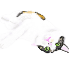 Daily life of calico cat