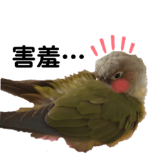 Cute parrot with you