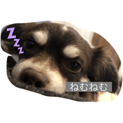 チワワのレオくん3才