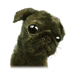 Boku Pug