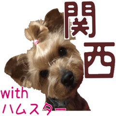 Happy days of a Yorkshire Terrier(Ver.3)
