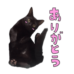 黒猫のぽんちゃん