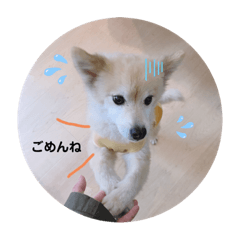 honey_20200131010132