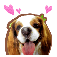 Dog photo sticker (Cavalier)