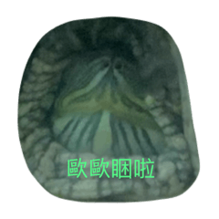 我家巴西龜日常