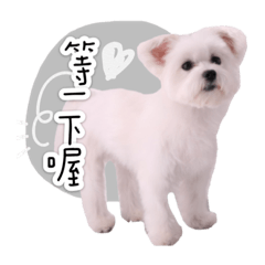 傲嬌的小瑪妹Miumiu