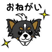 black and white long coat chihuahua black and white long coat chihuahua