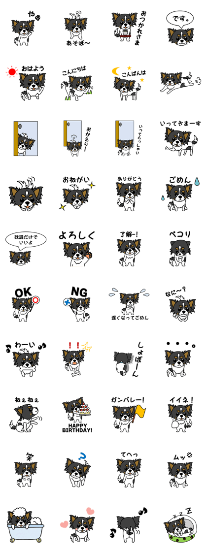 black and white long coat chihuahua black and white long coat chihuahua