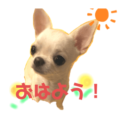 chihuahua  KINOKO