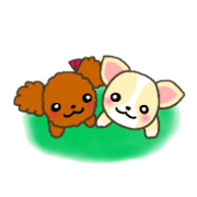 Everyday Chihua-Poo japanese edition