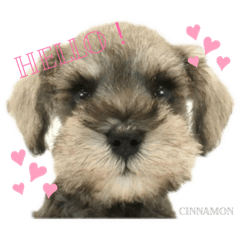 miniature shunauther cinnamon!