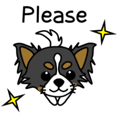 black&white Long Coat Chihuahua(English)