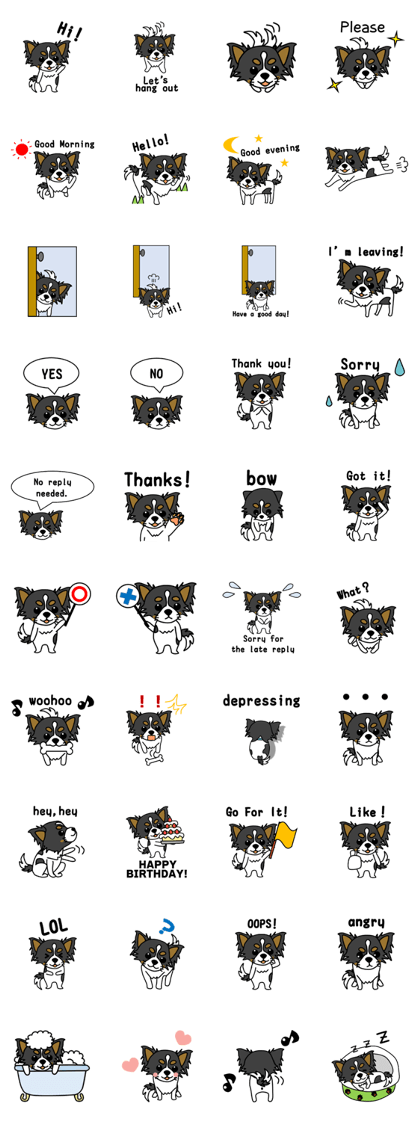 black&white Long Coat Chihuahua(English)