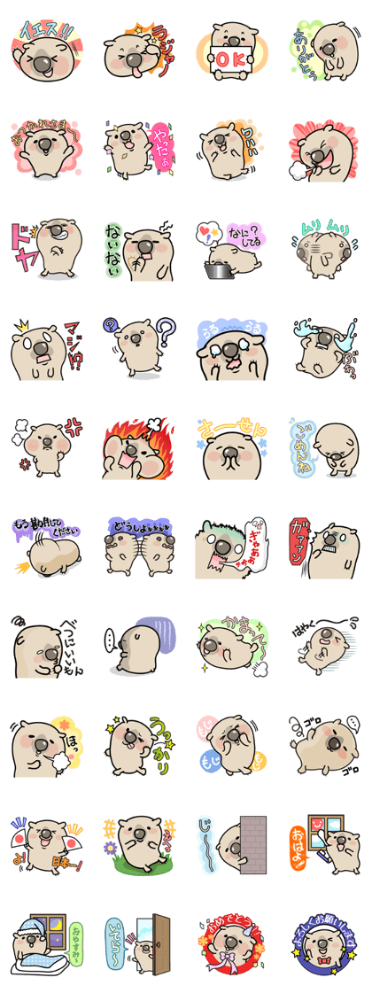 Carefree life of a loose cute wombat. Carefree life of a loose cute wombat.