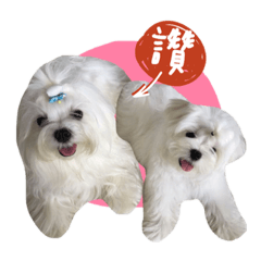 小瑪二兄弟