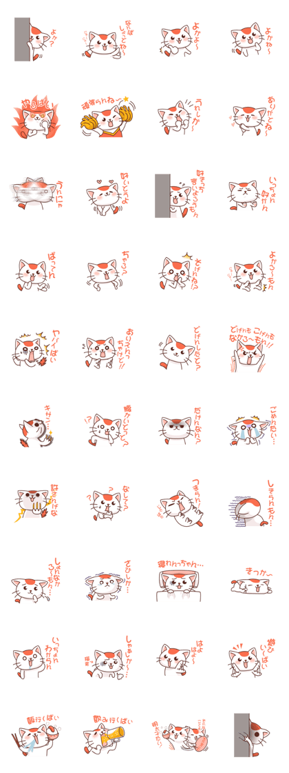 Hakata of cat Hakata of cat