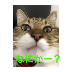 kenshin_20200131210317