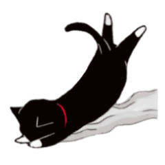 Black cat Kotaro