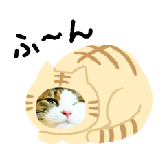 日本貓Tabi 貓裝貓講日文 (japanese)