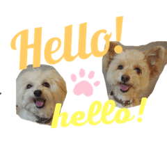 COTTPOMA BROTHERS STAMP2