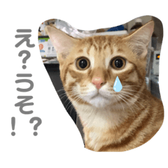 Rina_Uchino2nekostannpu3
