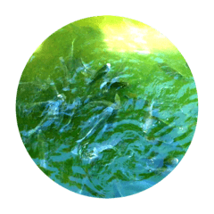 TAIWAN TILAPIA STICKERS