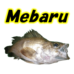 Mebaru Fishing1