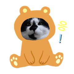 住在韓國の貓kong i