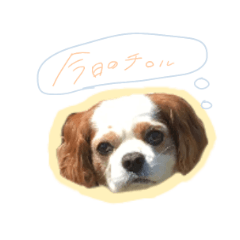tirol dog