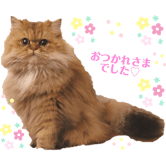 Kawaii Persian cat yume