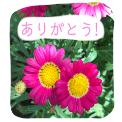 With a flower(Japanese)
