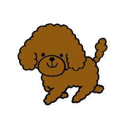 The pretty toy poodle "MOMO"