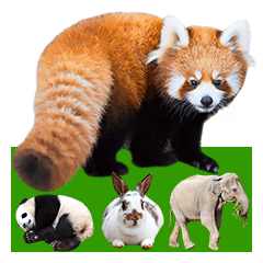 Cute animal photo stickers at zoo