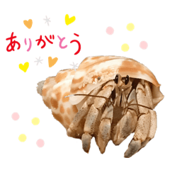 hermit_crab_kai_kun