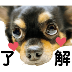 Kurumi_20200202150843