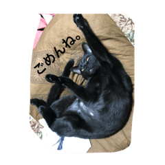 kuronekokuronekotomoki