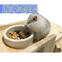 可可的幻想世界