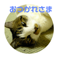 lucky&cutie cat puku's stamp