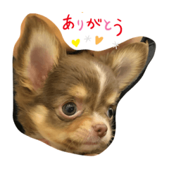 ARISA_20200203005033