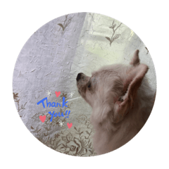 I love dog6
