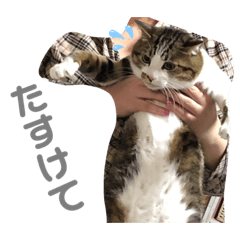 Rina_Uchino2nekostannp7