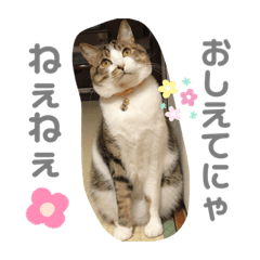 Rina_Uchino2nekostannpu8