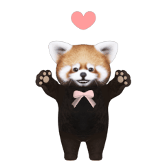 Red panda Lesser panda