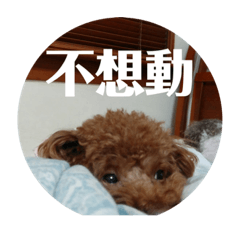 Sandy Line_20200204145318 – LINE stickers | LINE STORE
