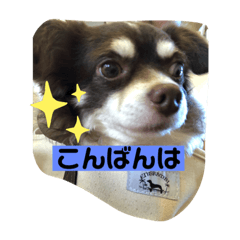 チワワのレオくん3才Part2