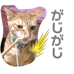 Rina_Uchino2nekostannpu10