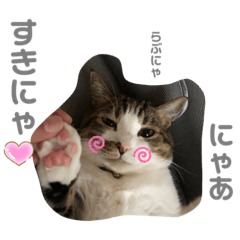 Rina_Uchino2nekosutannpu12
