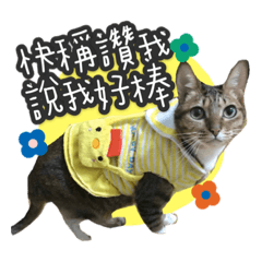 小胖Rymty的碎碎唸